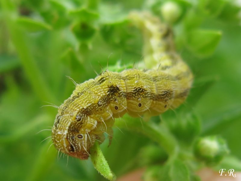 Bruco giallo da identificare - Helicoverpa armigera