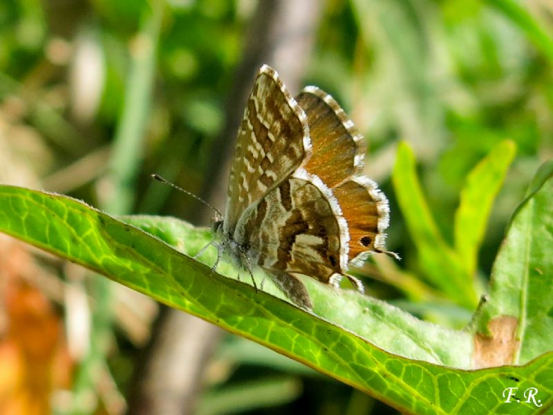 Cacyreus marshalli? S