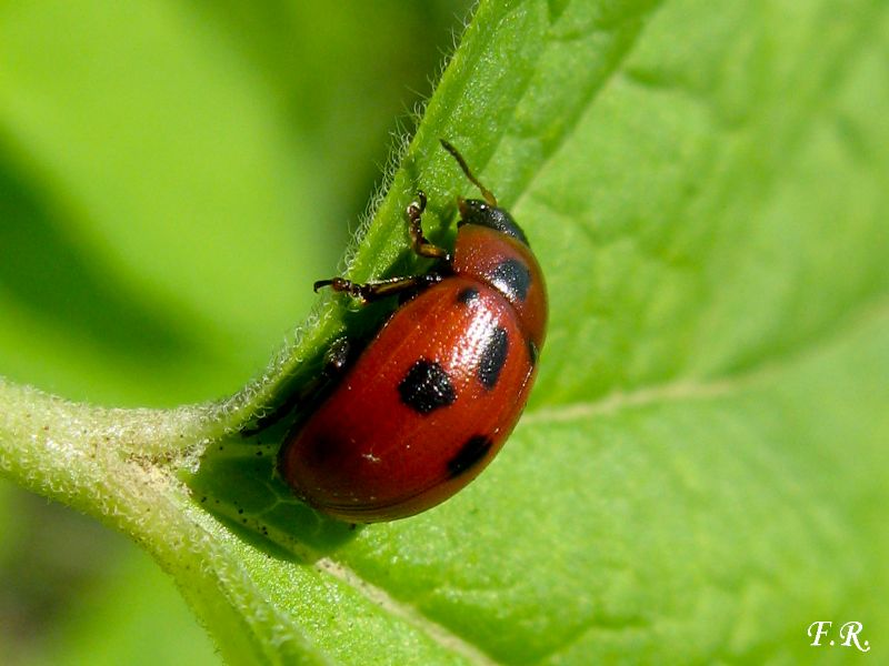 Gonioctena (Spartomena) fornicata, Chrysomelidae