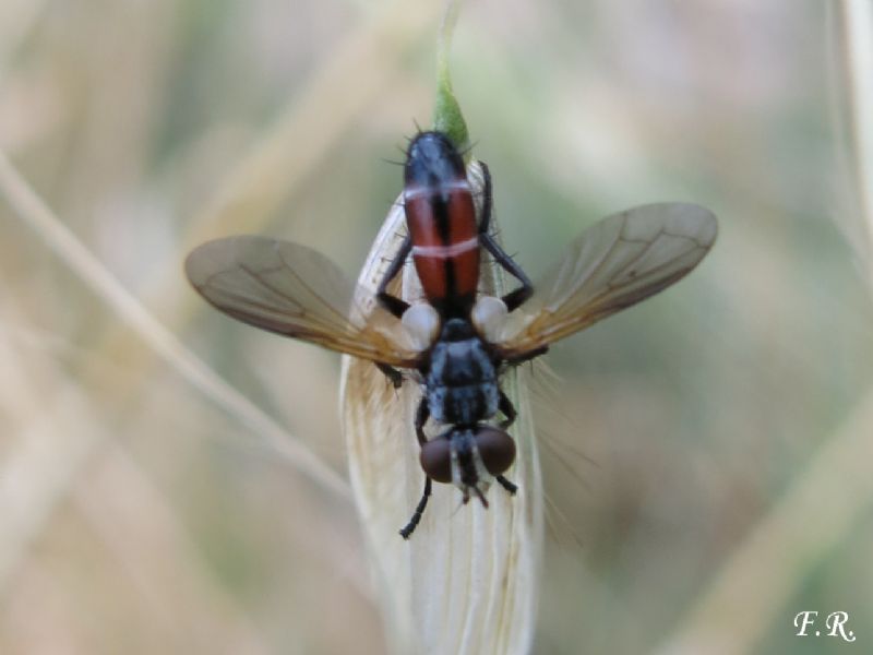 Un sirfide? No. Tachinidae: Cylindromyia sp.