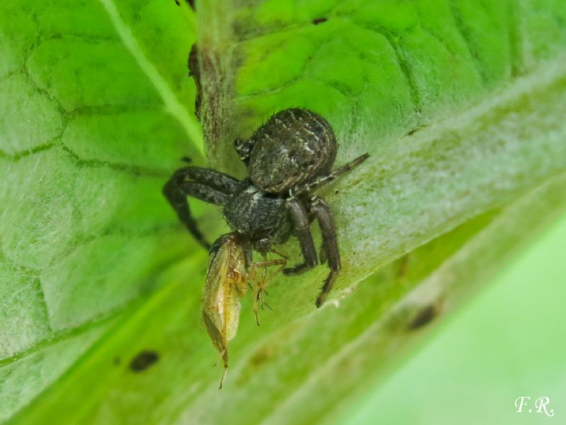 Xysticus sp. - Parma (PR)