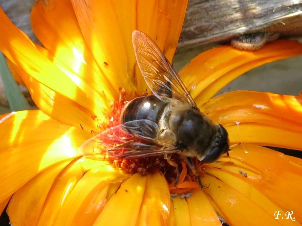 femmina di Eristalis tenax