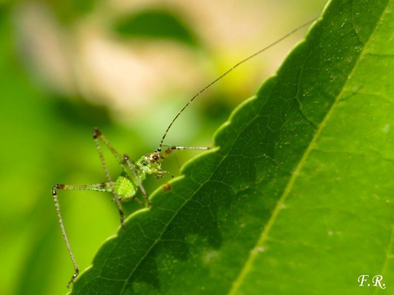 Neanide di Phaneroptera sp.