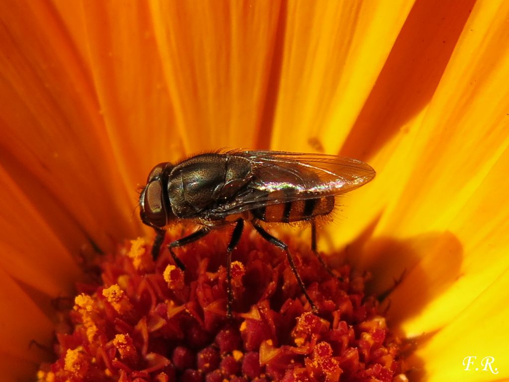 Piccolo dittero striato: Stomorhina lunata (Calliphoridae)