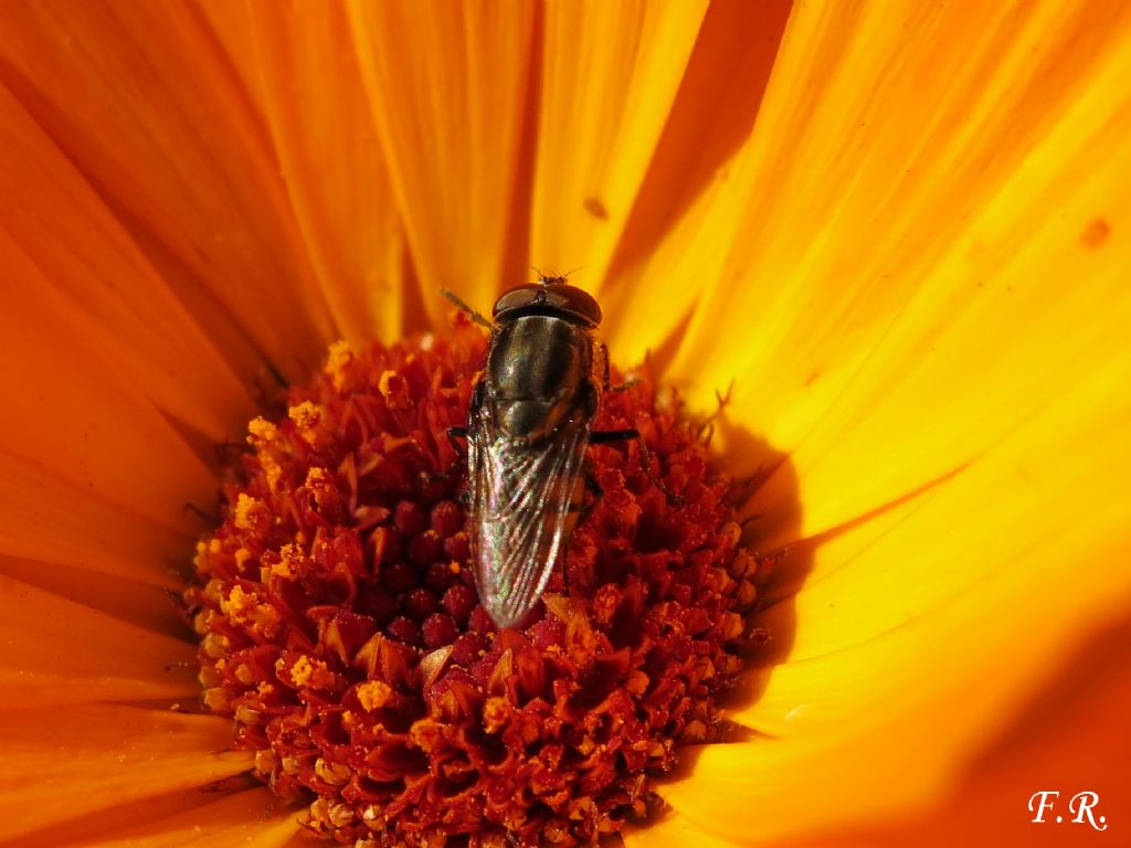 Piccolo dittero striato: Stomorhina lunata (Calliphoridae)