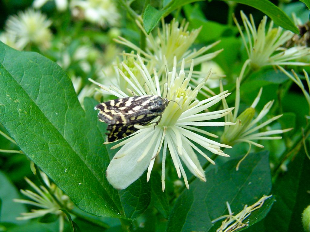 Falena da identificare