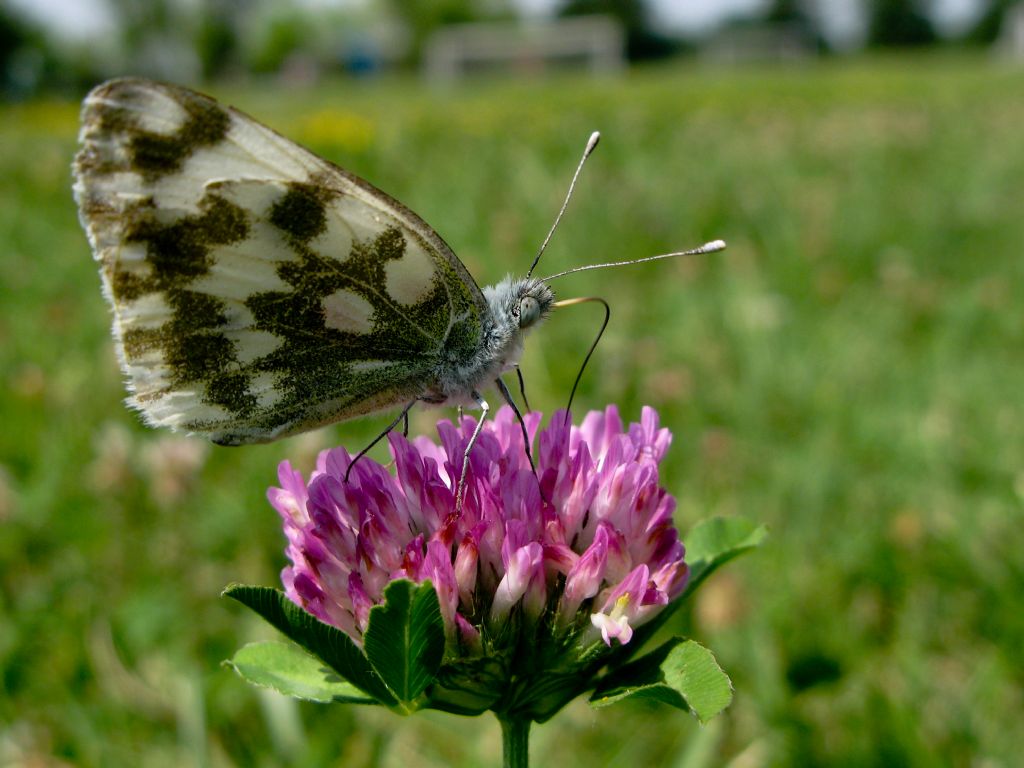 Farfalla bianca e grigia da identificare