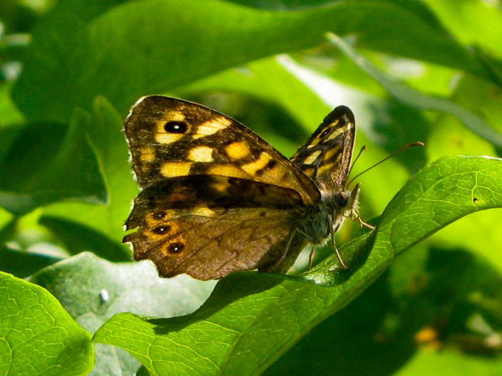 Farfalla bruna e arancio da identificare