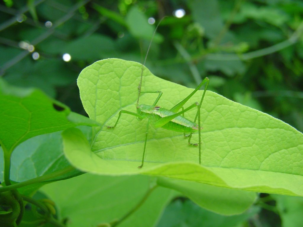 Phaneropteridae