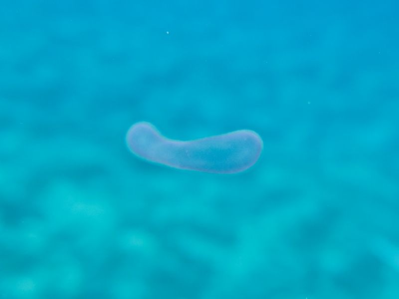 Collozoum sp. da Punta Alice (Calabria)