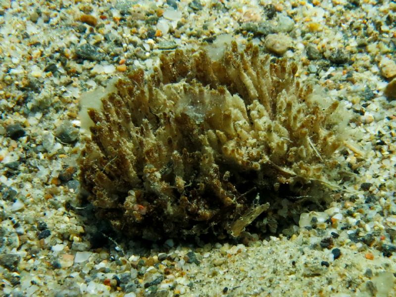 Cuscinetto da identificare -  cfr Symploca hydnoides