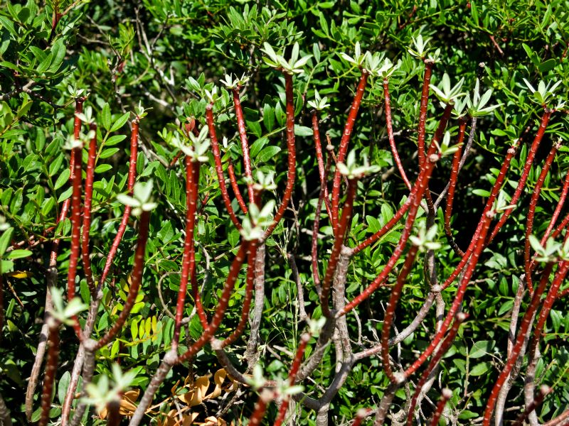 Pianta della gariga - Euphorbia dendroides