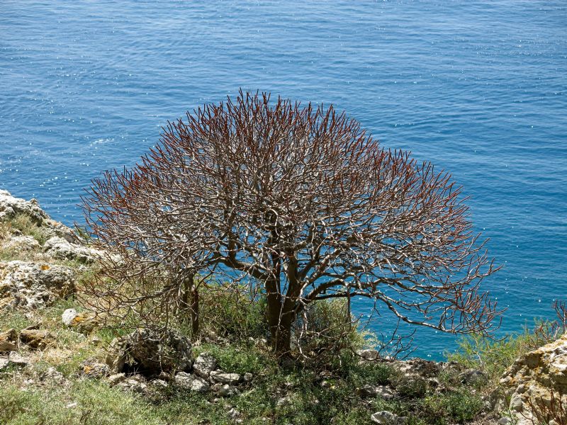 Pianta della gariga - Euphorbia dendroides