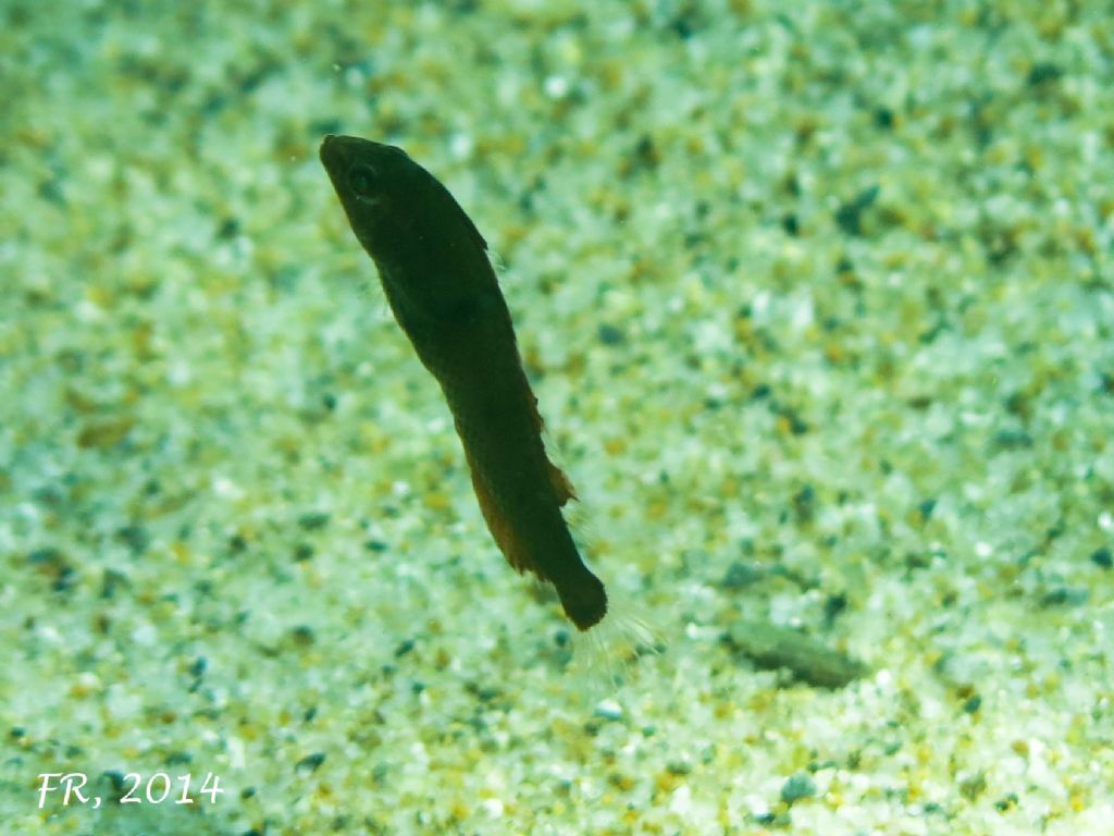 Giovanissimi Xyrichtys novacula (very young juveniles)