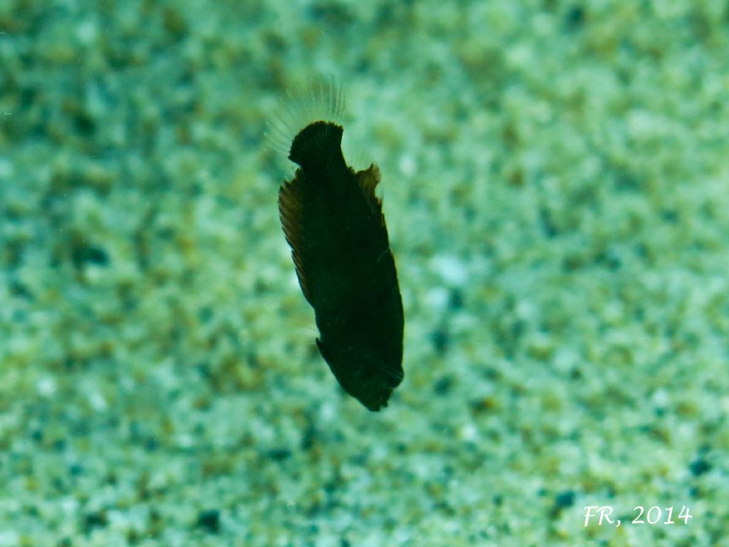 Giovanissimi Xyrichtys novacula (very young juveniles)