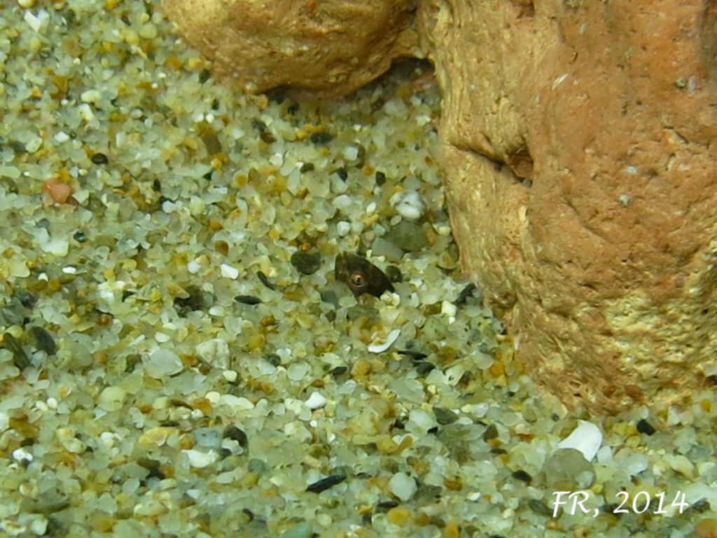 Giovanissimi Xyrichtys novacula (very young juveniles)