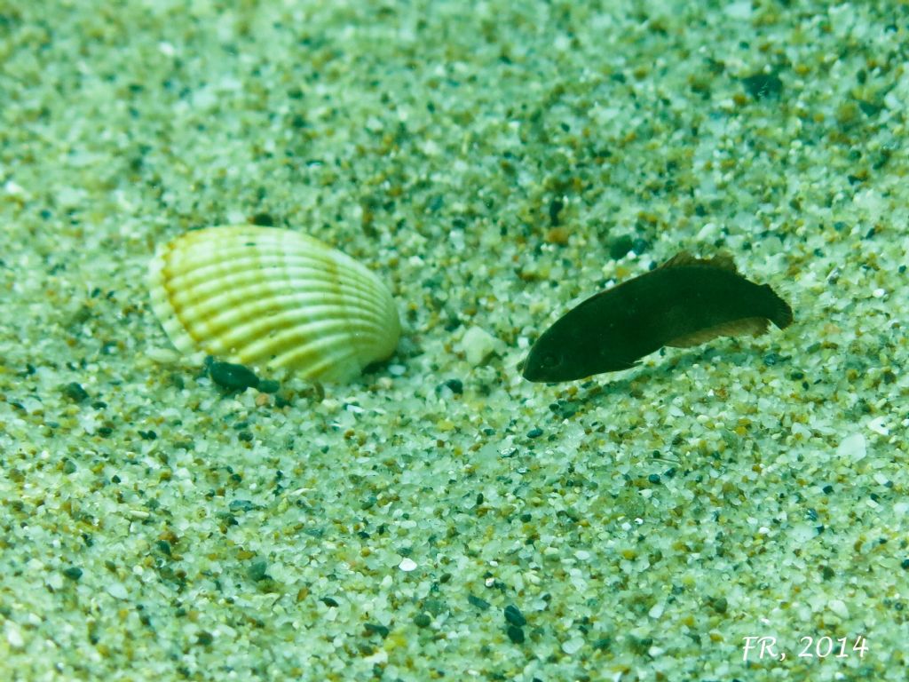 Giovanissimi Xyrichtys novacula (very young juveniles)