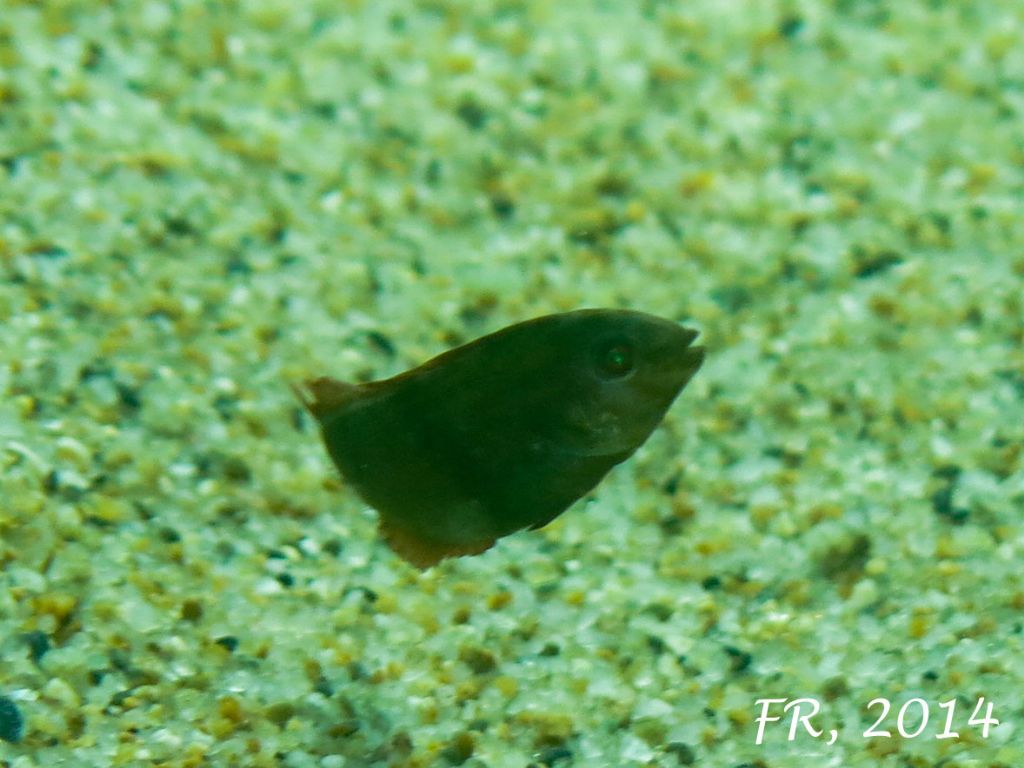 Giovanissimi Xyrichtys novacula (very young juveniles)