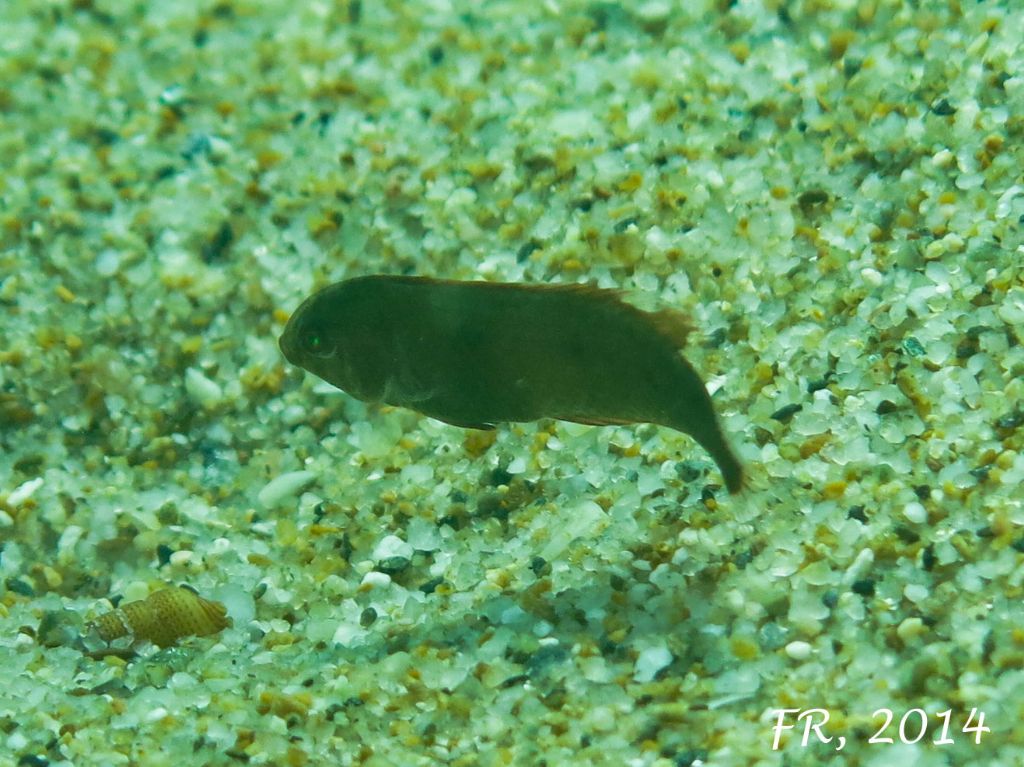 Giovanissimi Xyrichtys novacula (very young juveniles)