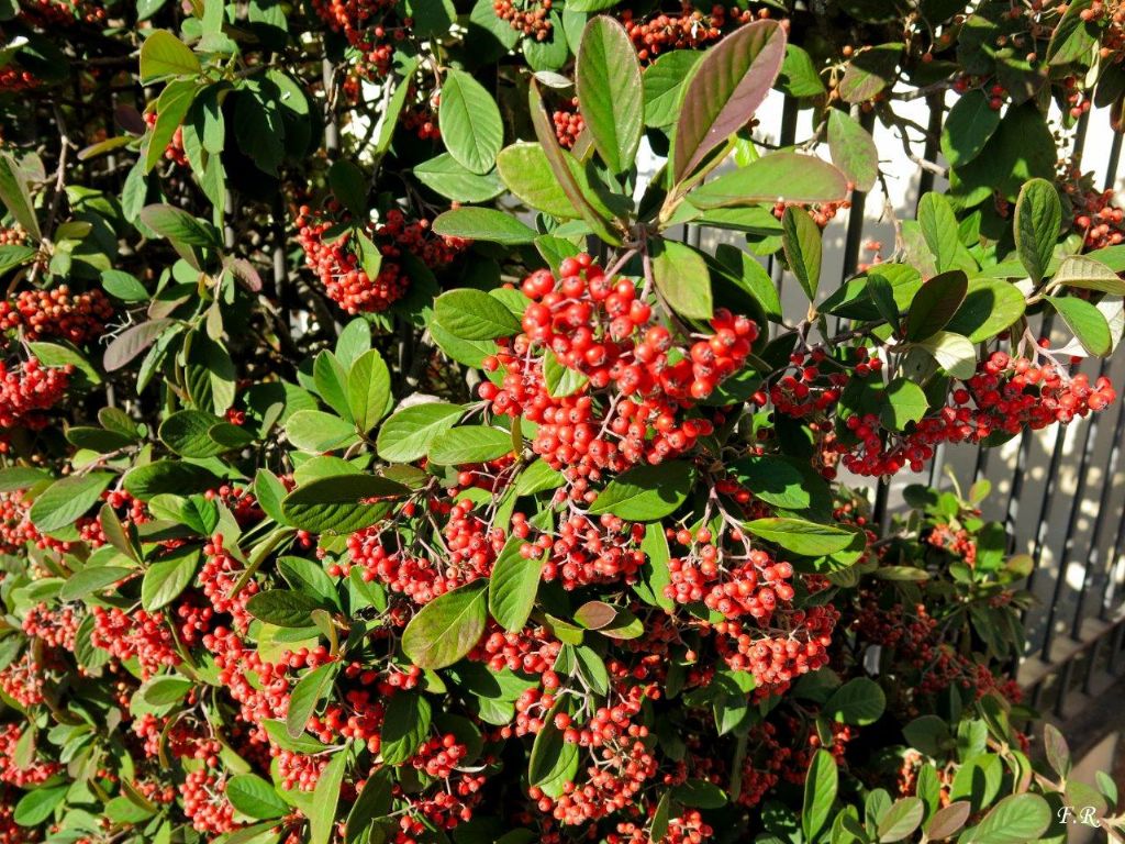 Cotoneaster cfr. lacteus  (Rosaceae)