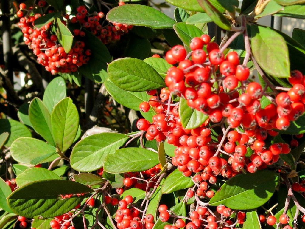 Cotoneaster cfr. lacteus  (Rosaceae)