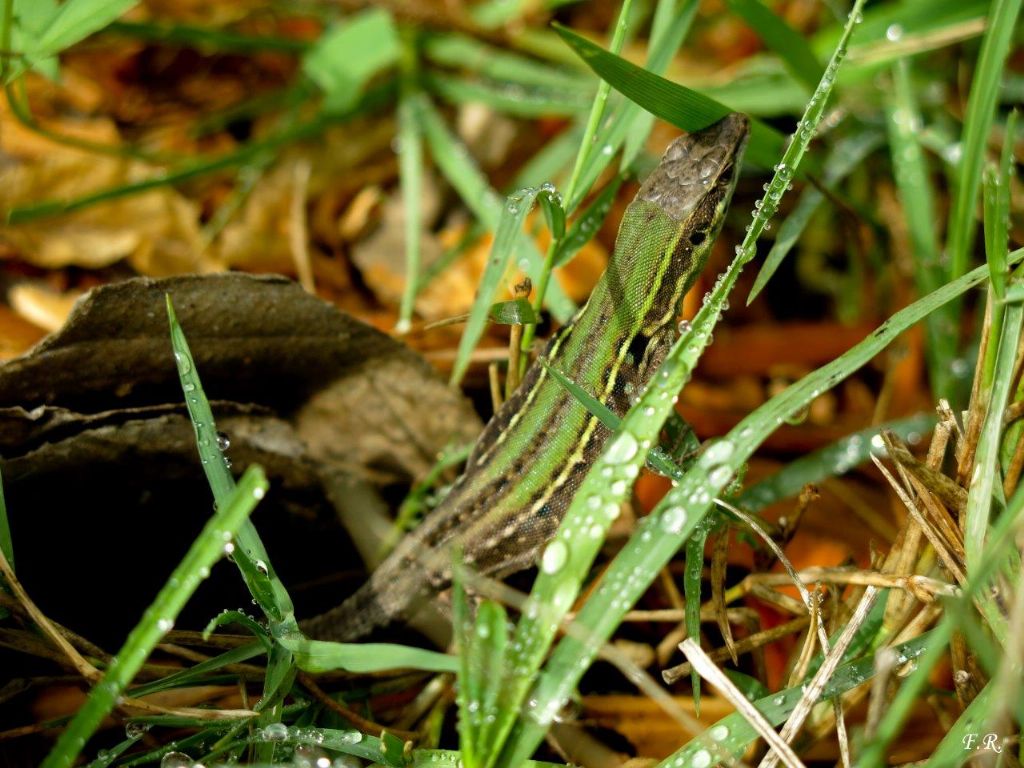 Lucertola campestre (Podarcis siculus)