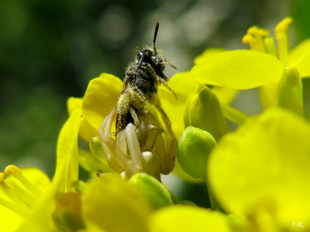 Thomisus onustus con preda - Parma