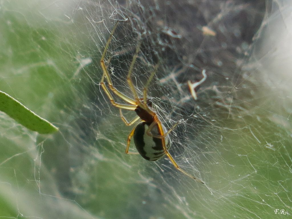 Frontinellina frutetorum  - Parma