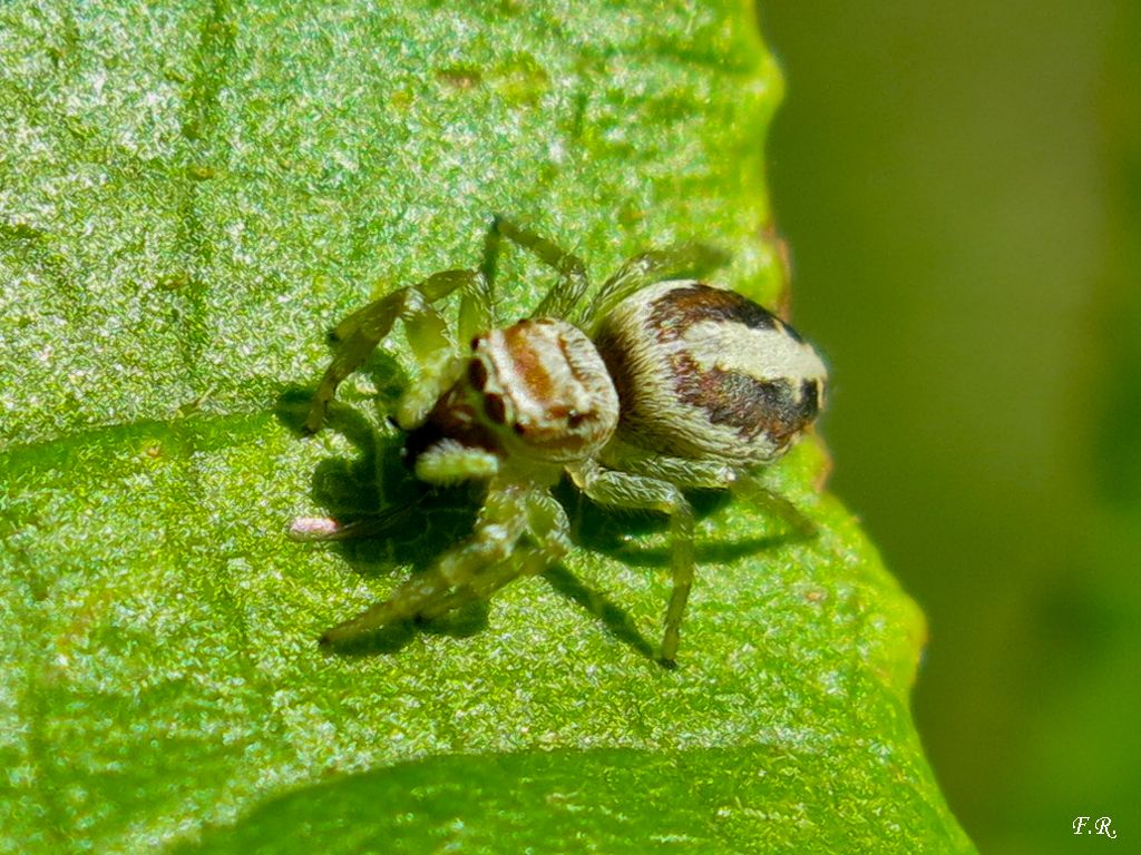 Salticidae: Icius sp.  - Parma