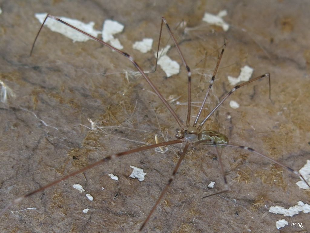 Pholcidae: Holocnemus pluchei  - Parma