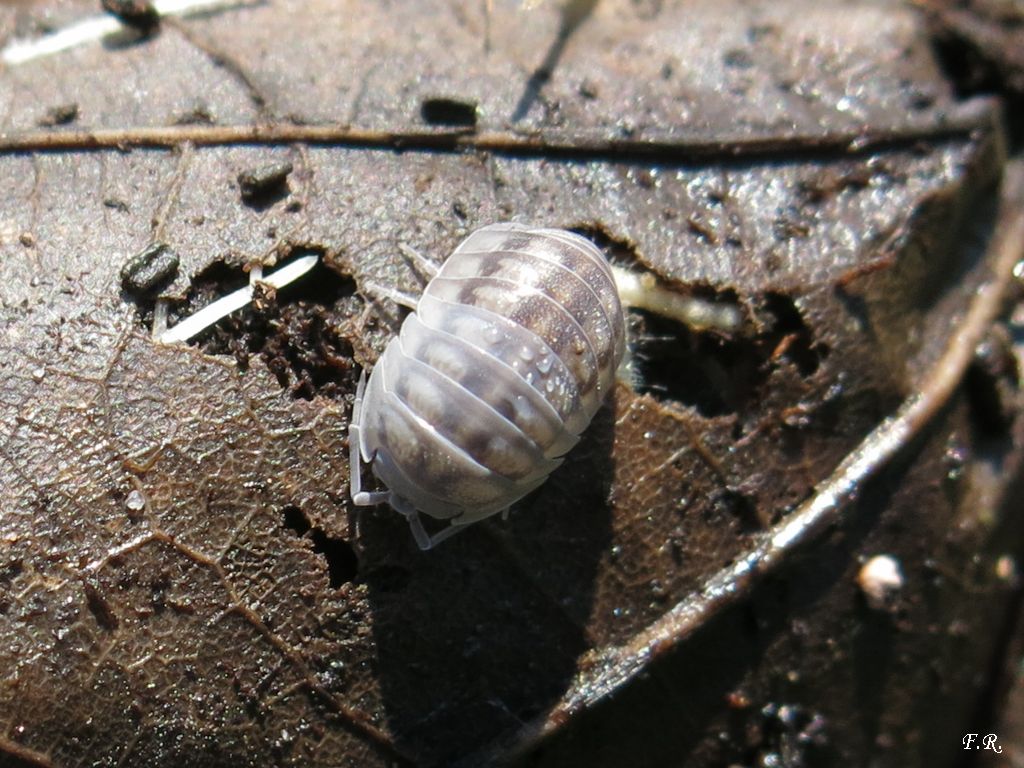 Oniscidae? No, Armadillidiidae: Armadillidium cfr. nasatum