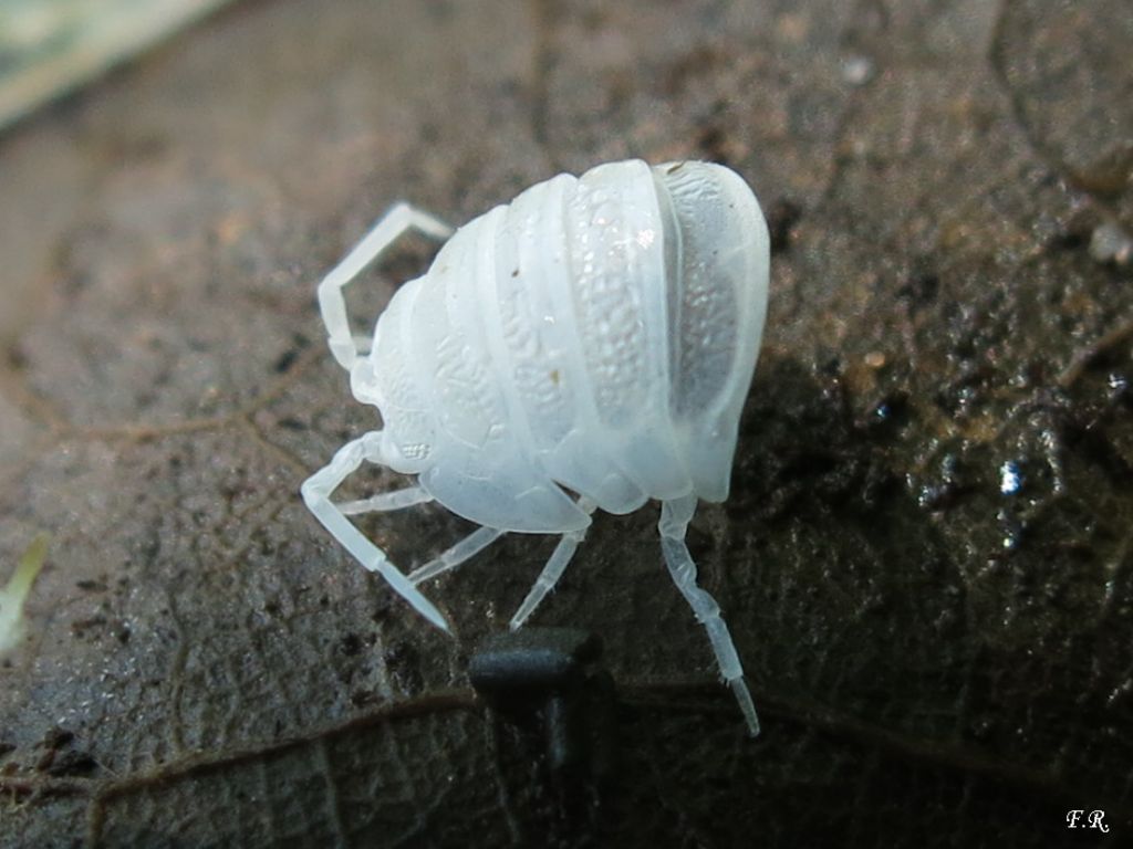 Oniscidae? No, Armadillidiidae: Armadillidium cfr. nasatum