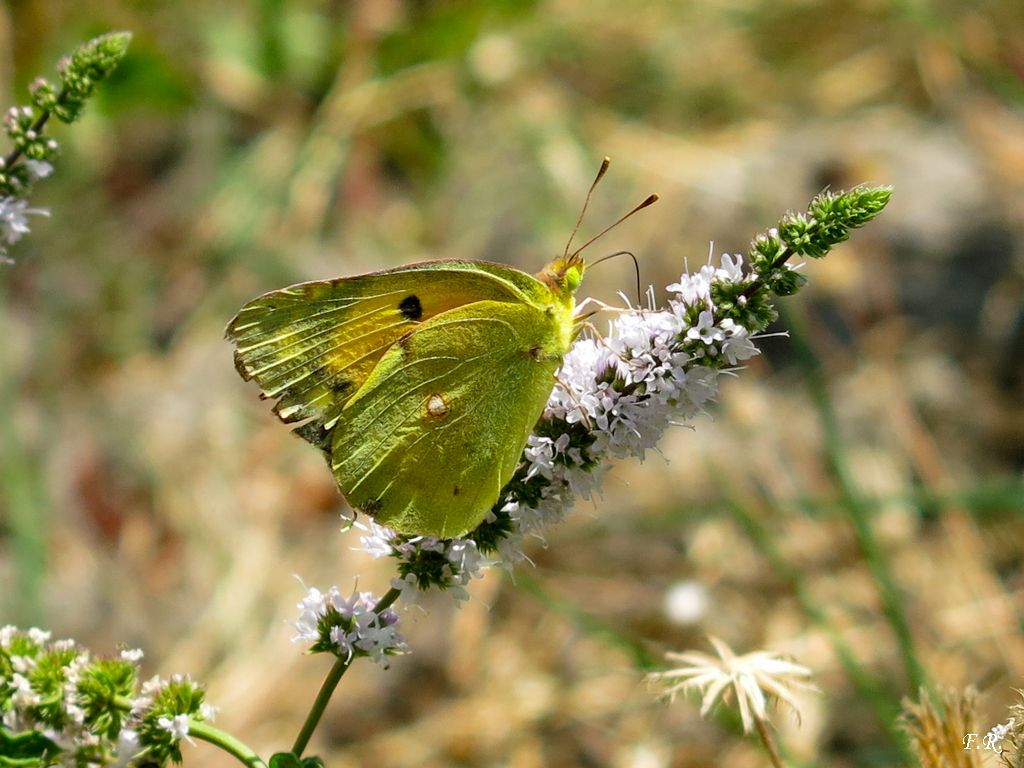 Colias crocea