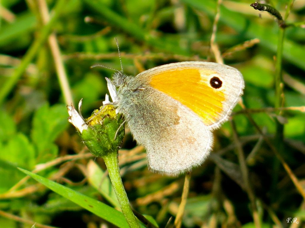 Tutte Coenonympha pamphilus? S