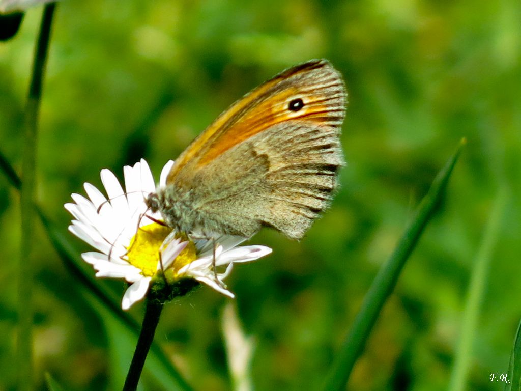 Tutte Coenonympha pamphilus? S