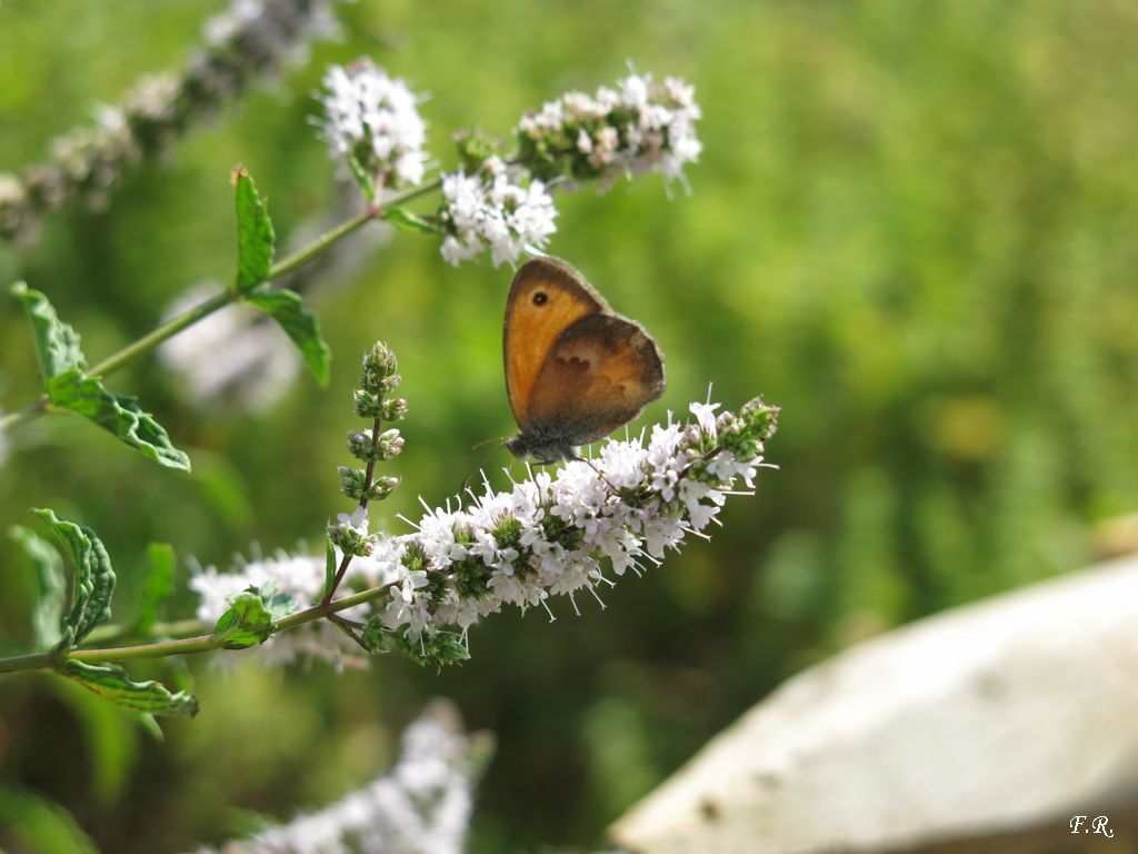 Tutte Coenonympha pamphilus? S