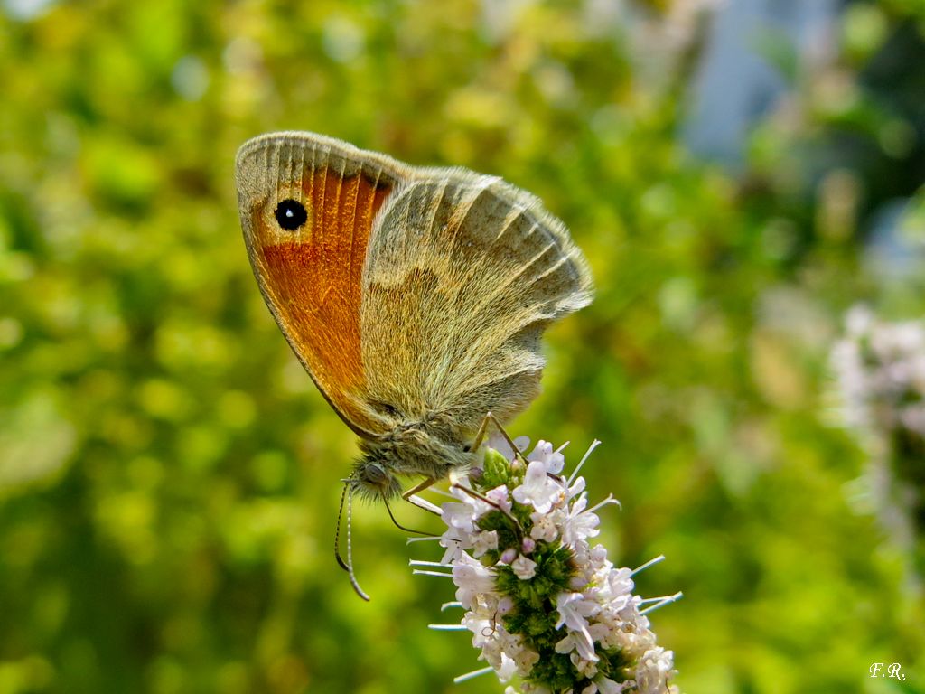 Tutte Coenonympha pamphilus? S