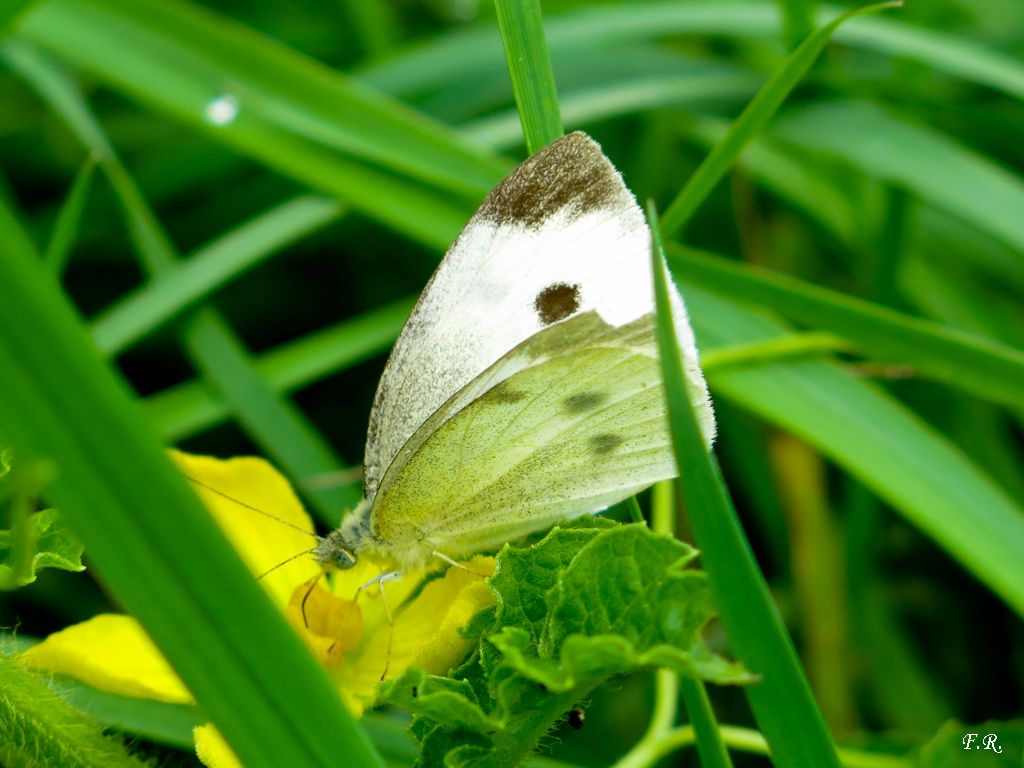 Pieris quale? P. rapae