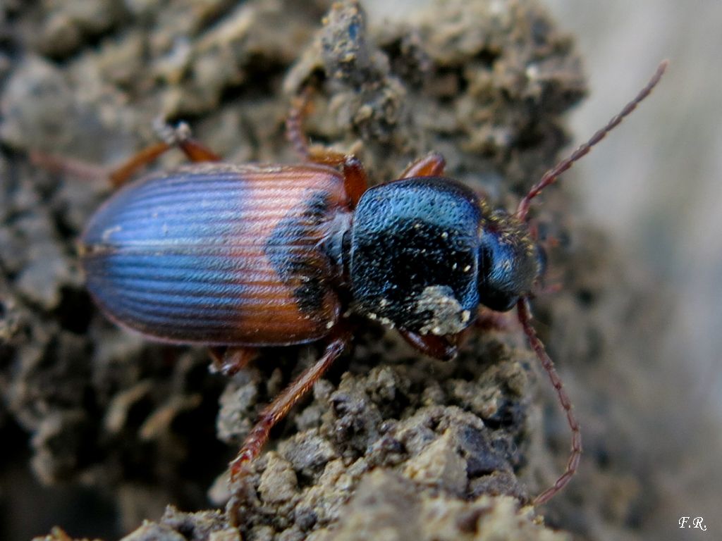 Gynandromorphus etruscus - Carabidae