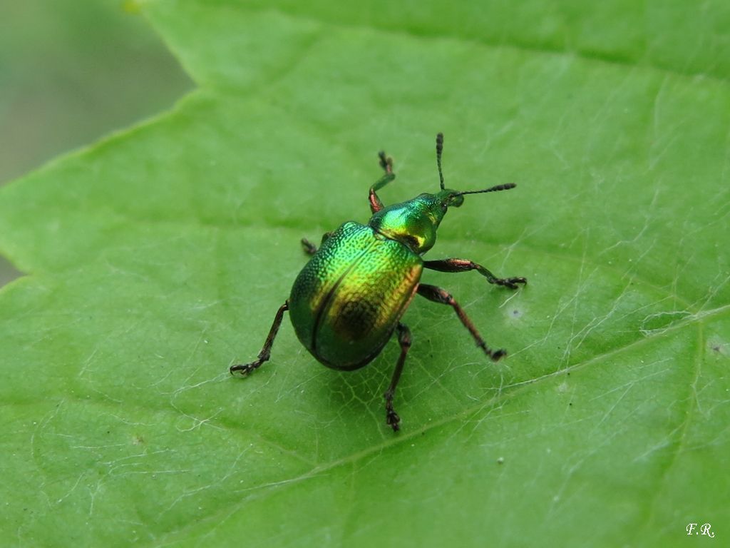 Byctiscus populi (cf.) - Rhynchitidae