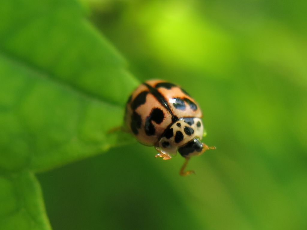 Coccinellidae da identificare - Oenopia conglobata