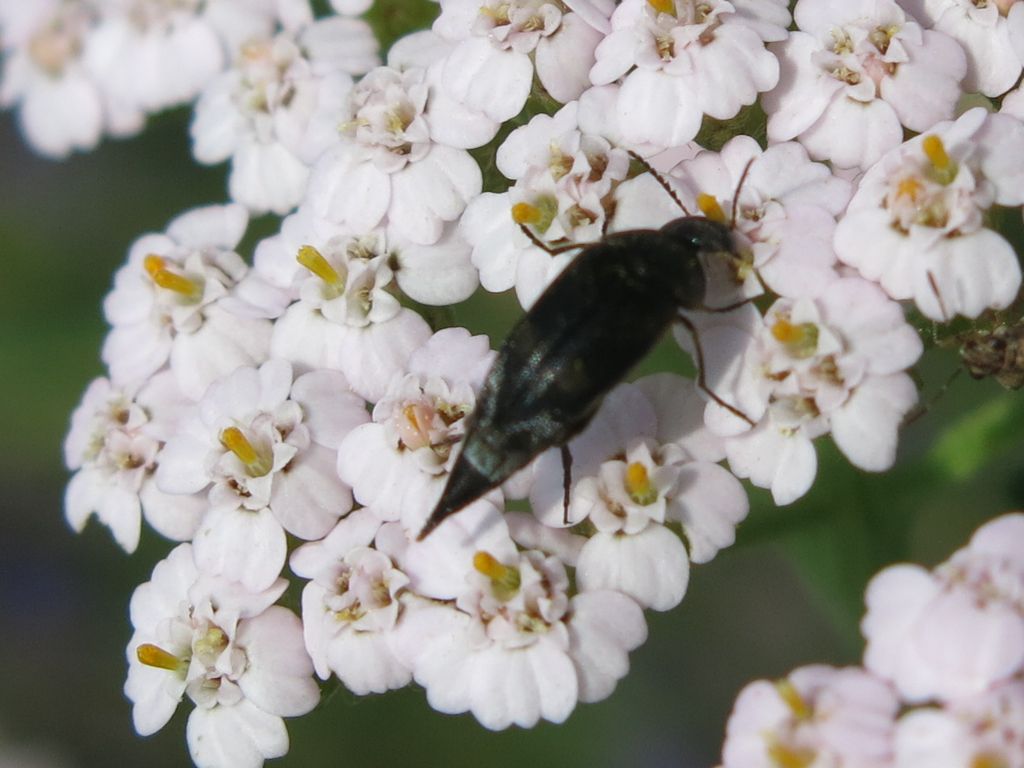 Mordellidae da identificare