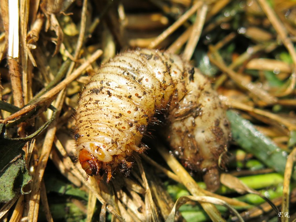 Larva di coleottero:  cfr. Amphimallon sp. (Melolonthidae)