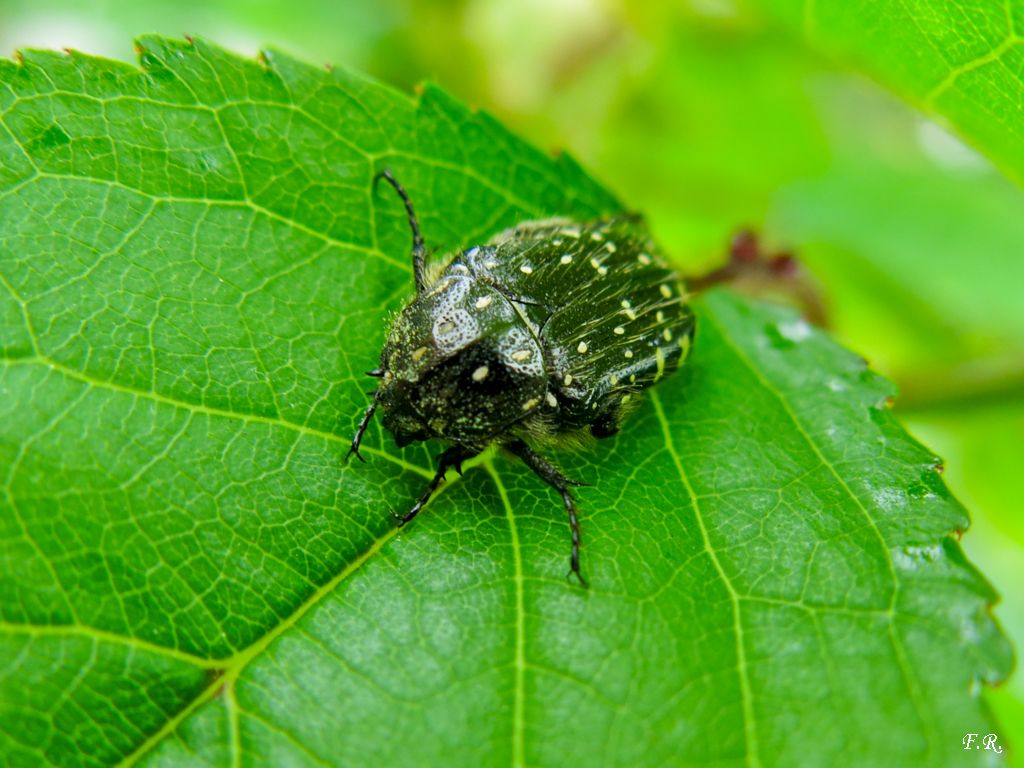 Oxythyrea funesta, Cetoniidae