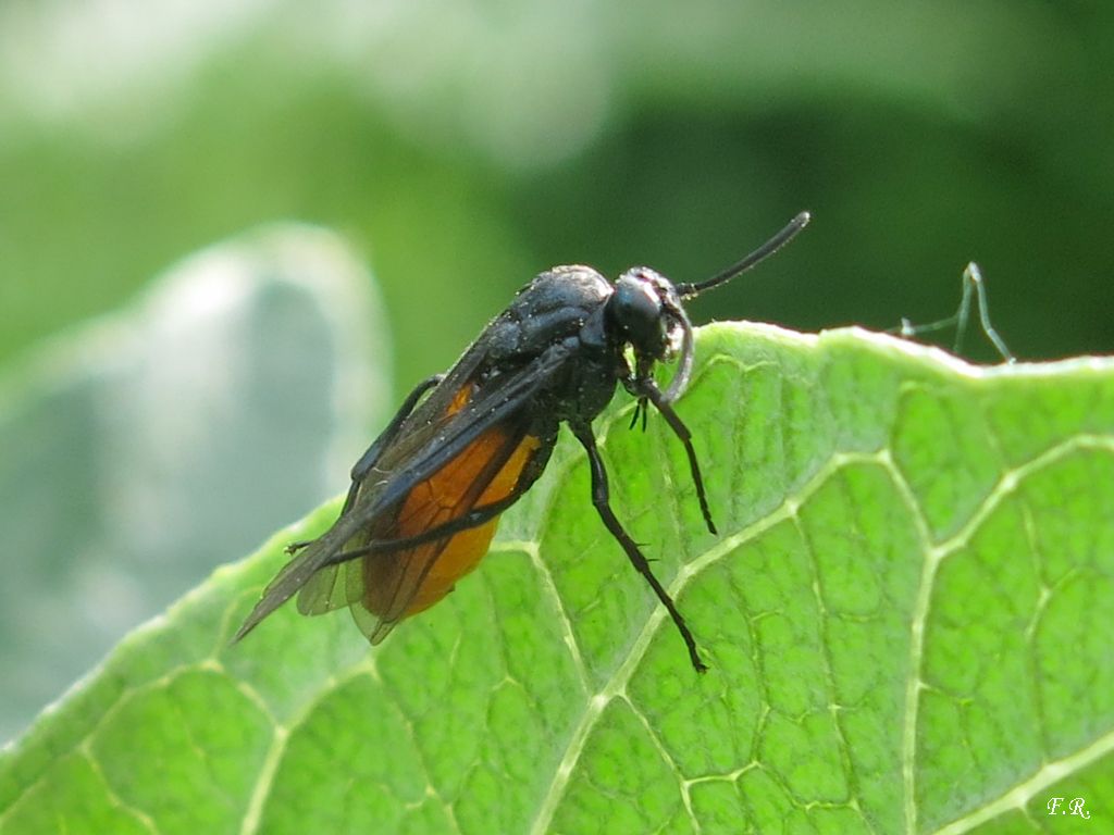 Symphyta? S,  Argidae: cfr. Arge pagana.