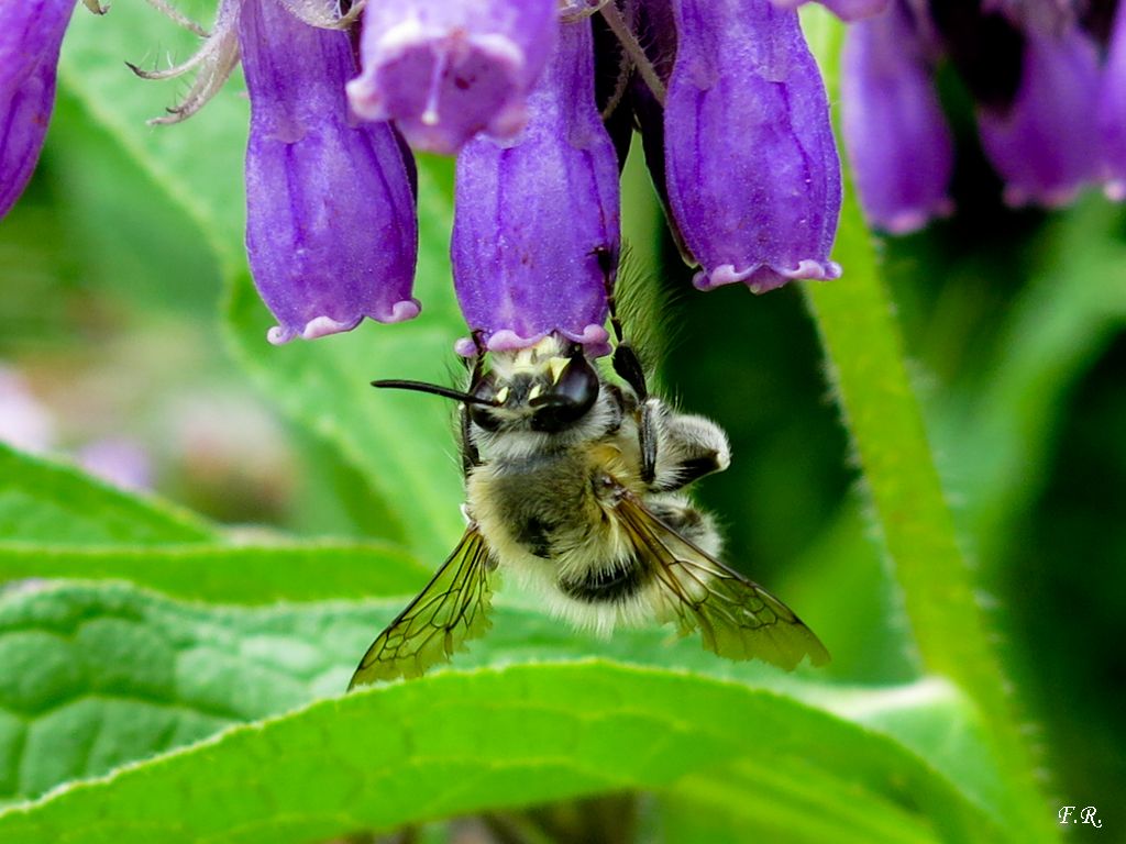 Anthophora plumipes