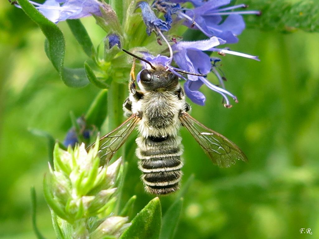 Megachile sp.