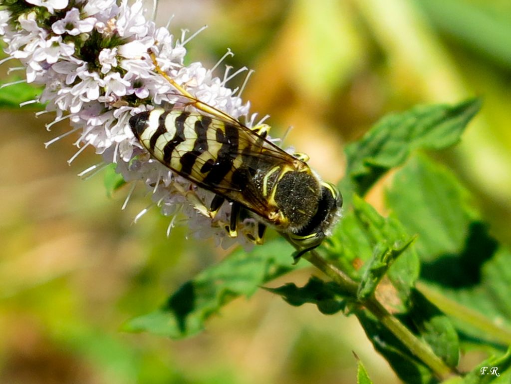 Bembix oculata (Crabronidae)