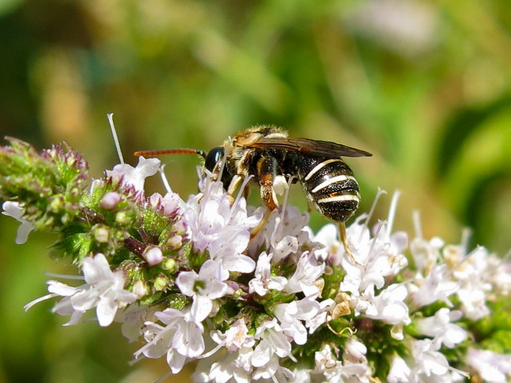 Imenottero da identificare:  Apidae Halictinae