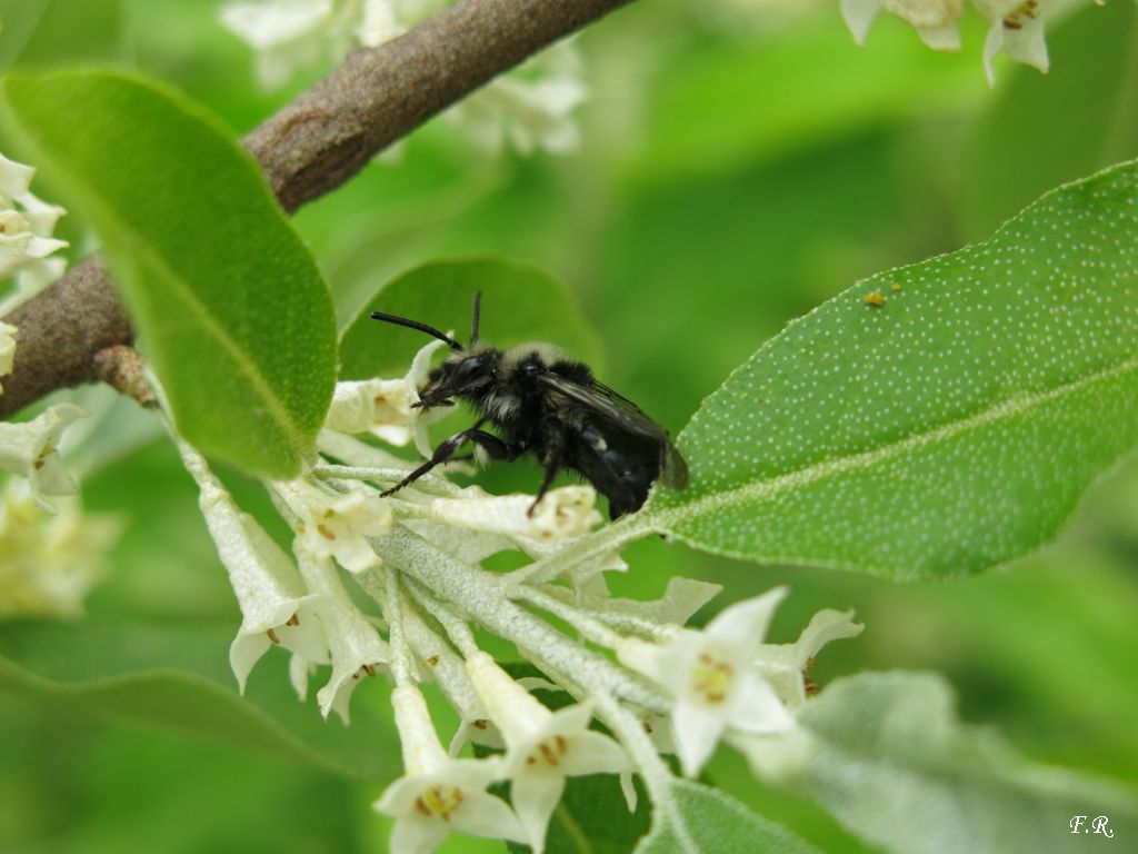 Imenottero nero e peloso:  Melecta luctuosa  (Apidae Anthophorinae)